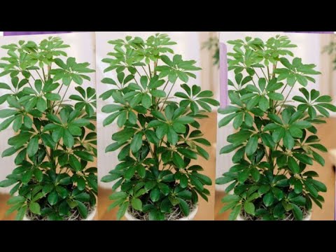 Accusantium Doloremque