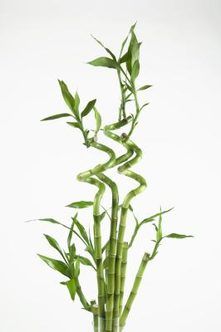 Accusantium Doloremque