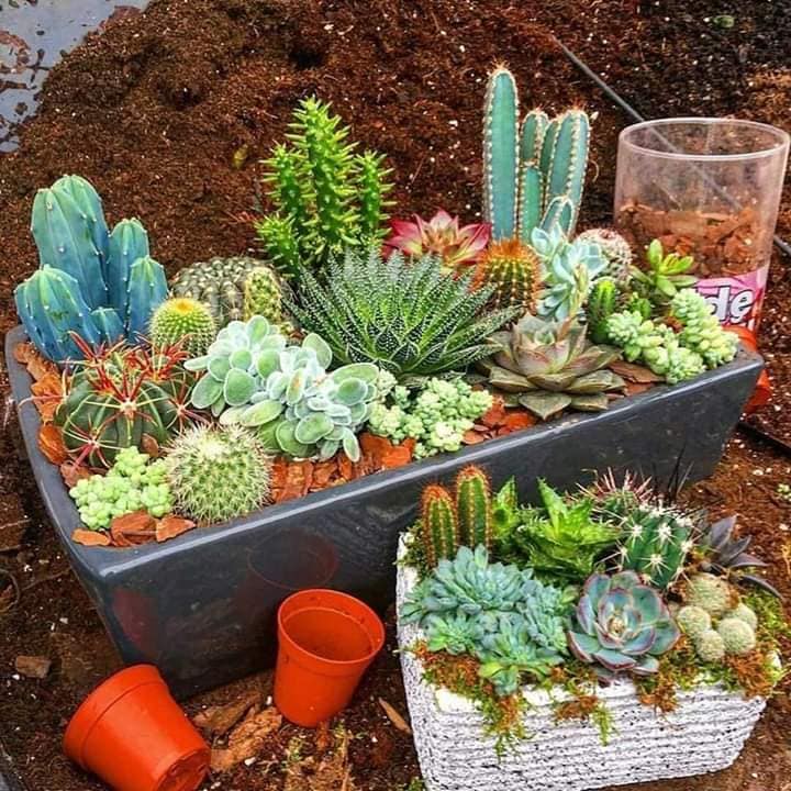 Accusantium Doloremque