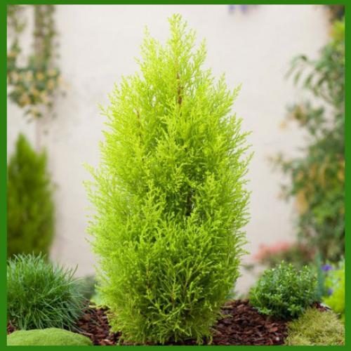 Accusantium Doloremque