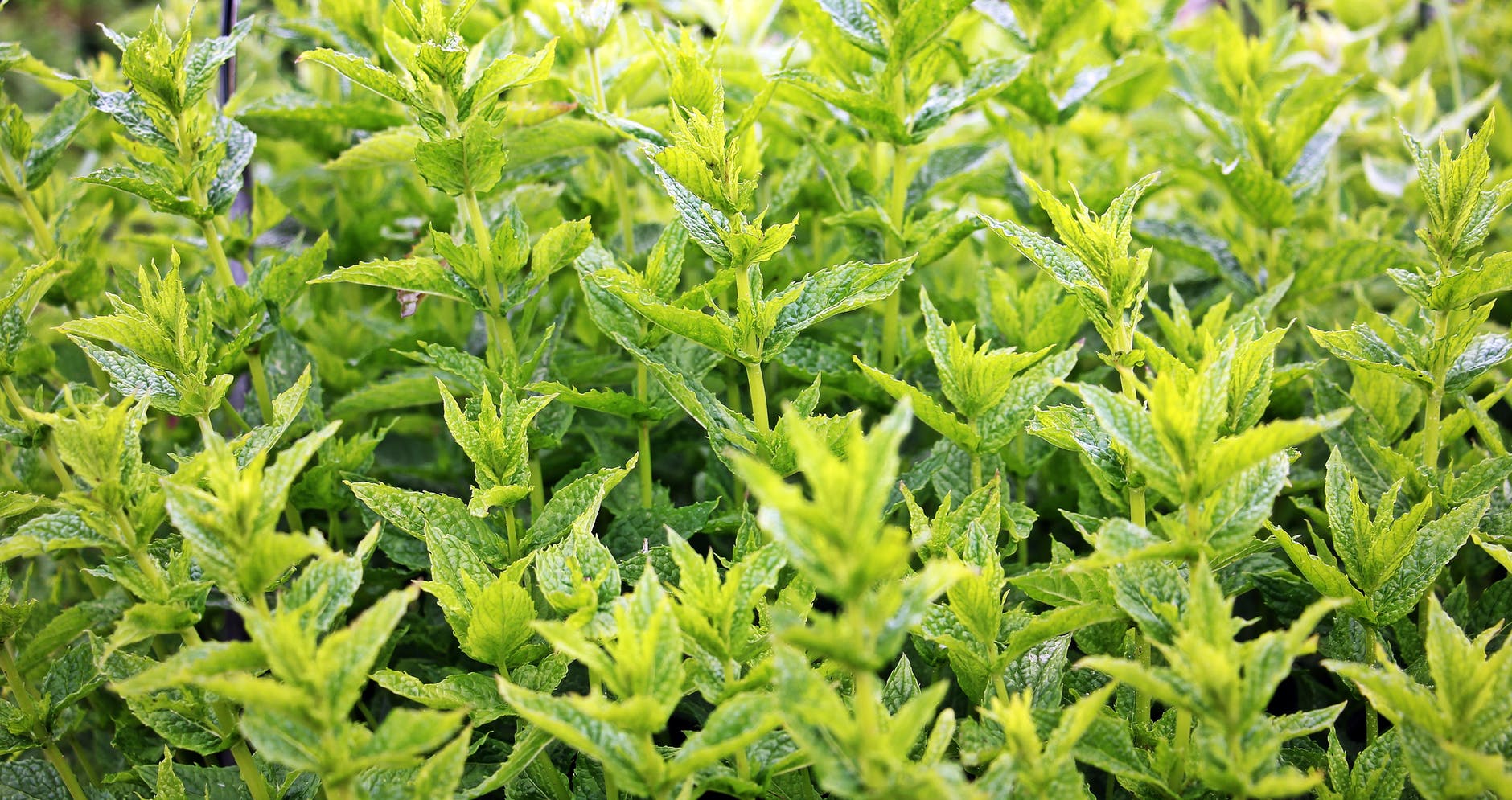 Accusantium Doloremque