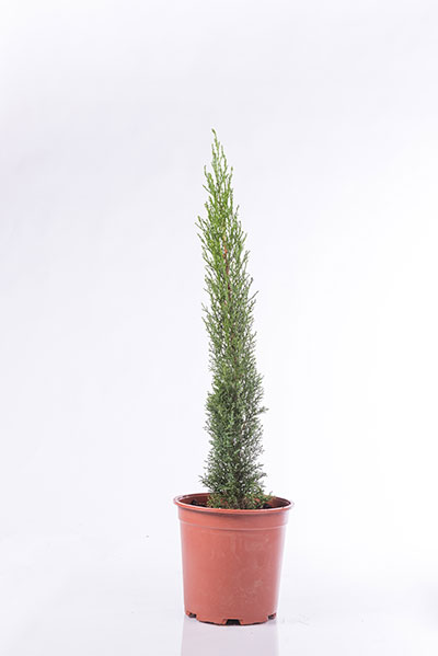 Accusantium Doloremque