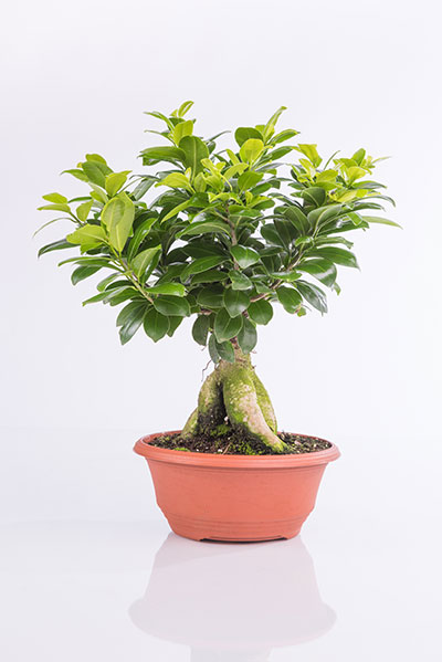 Accusantium Doloremque