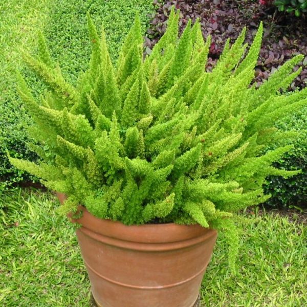 Accusantium Doloremque