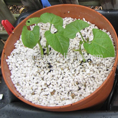 Accusantium Doloremque